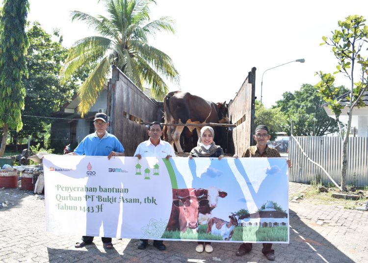 PTBA Salurkan 100 Ekor Sapi Qurban Bentuk Kepedulian Dan Untuk menyemarakkan Hari Raya Idul Adha 1443 H