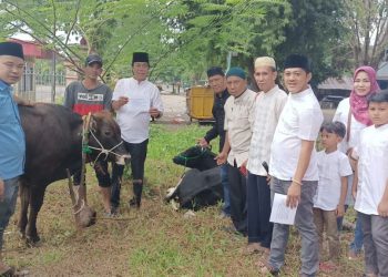Rayakan Idul Adha 1443 H.DPC Projo Kabupaten Muara Enim Mengadakan Potong Hewan Qurban