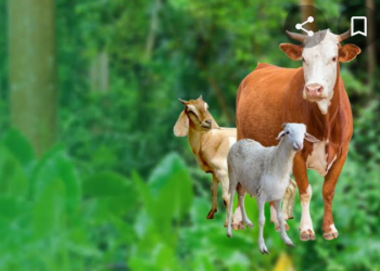 Tidak ada CSR Setiap Hari Raya Idul Adha, Begini Respon Masyarakat Dan Pemerintah Desa