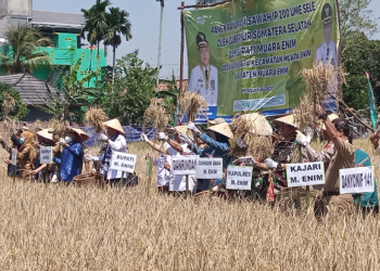 Pj.Bupati Muara Enim Hadiri Panen Raya Padi Sawah IP 200 di Desa Karang Raja