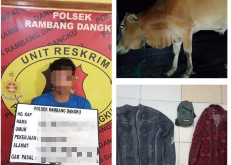 Pelaku Maling Sapi di Empat Petulai Dangku Muara Enim Diringkus