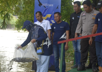 Peringati HUT ke-42, Bukit Asam Tebar 11.000 Benih  Ikan di Sungai Enim
