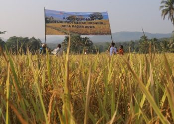 Bukit Asam Sejahterakan Petani Lewat  Budidaya Beras Organik