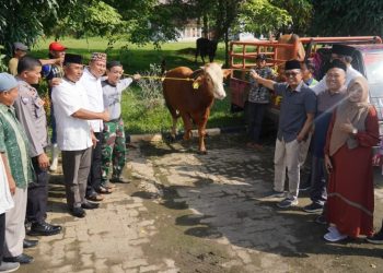 Idul Adha 1444 H, Bukit Asam Salurkan 145 Sapi Dan 56 Kambing