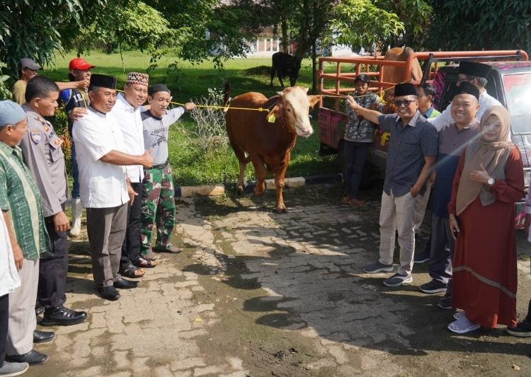 Idul Adha 1444 H, Bukit Asam Salurkan 145 Sapi Dan 56 Kambing