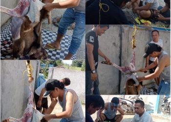 DPC AWPI Muara Enim Laksanakan Pemotongan Hewan Qurban di Hari Raya Idul Adha Tahun 2023