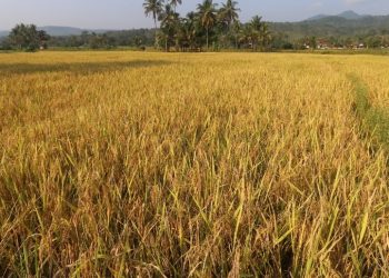 Petani Tanjung Raja Rasakan Manfaat Pupuk Organik Dari Bukit Asam