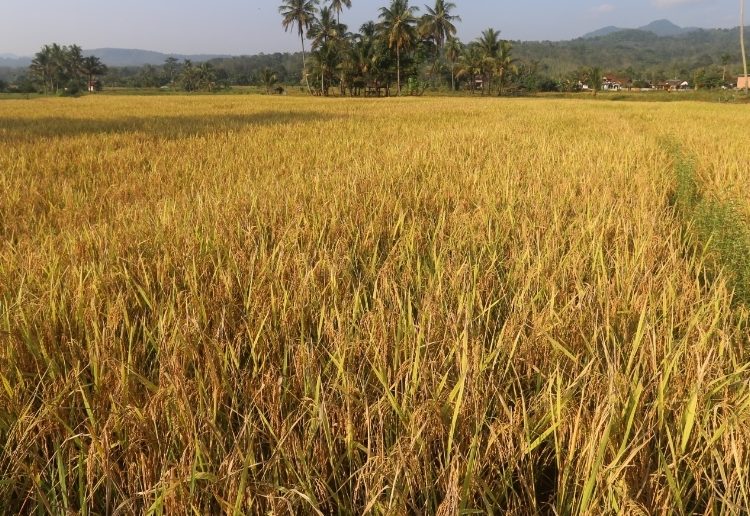 Petani Tanjung Raja Rasakan Manfaat Pupuk Organik Dari Bukit Asam