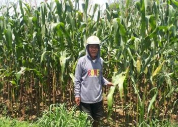 Bantuan Dari PTBA Tingkatkan Penghasilan Petani di Lampung