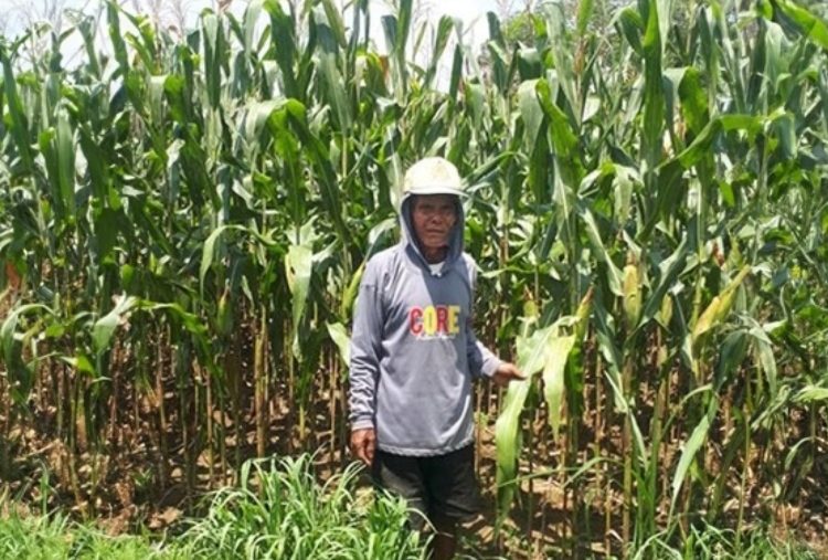 Bantuan Dari PTBA Tingkatkan Penghasilan Petani di Lampung