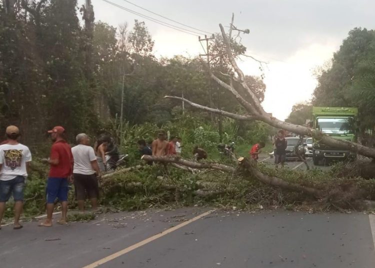 Hujan Disertai Angin Kencang Sebabkan Pohon Tumbang & Tutupi Jalan, Ini Himbauan Kasatlantas Polres Muara Enim
