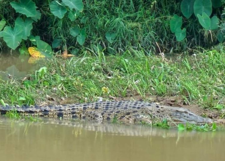 Terkait Buaya Muncul di Sungai Enim, Ini Pesan Pj Bupati Muara Enim