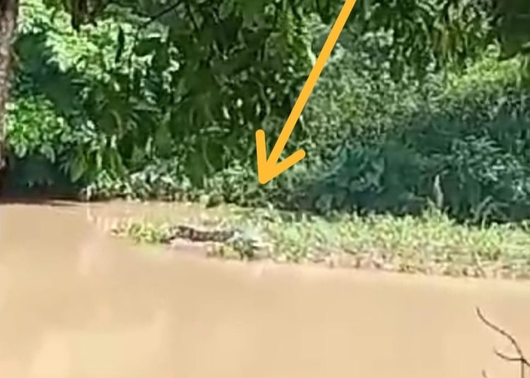 Terkait Buaya Muncul di Sungai Enim, Tim Rescue Besok Akan Cek Lokasi