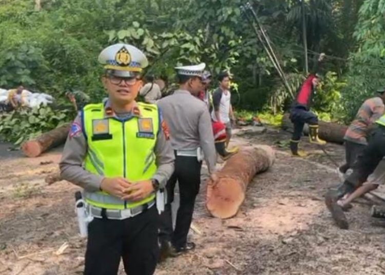 Pohon Raksasa Tumbang Tutupi Jalan Polres Muara Enim & Masyarakat Evakuasi Pohon