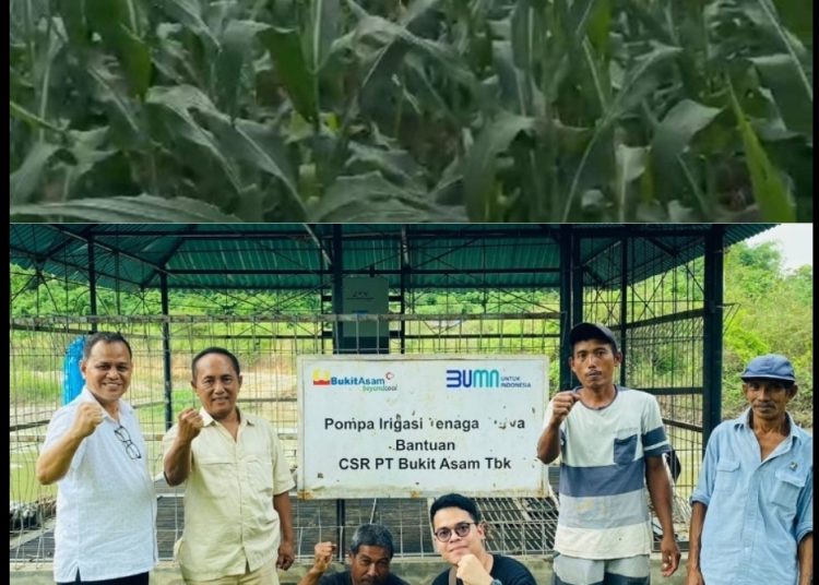 Energi Surya Bukit Asam Tingkatkan Masa Panen Petani Talawi