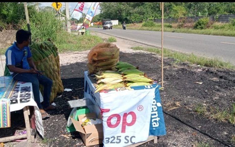 Jelang Tutup Tahun 2023 Pedagang Jagung Pinggiran Jalan Lintas Gelumbang Raya Menjamur