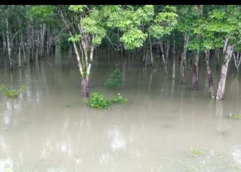 Puluhan Batang Pohon Karet Warga Belimbing Jaya Muara Enim Terendam Banjir