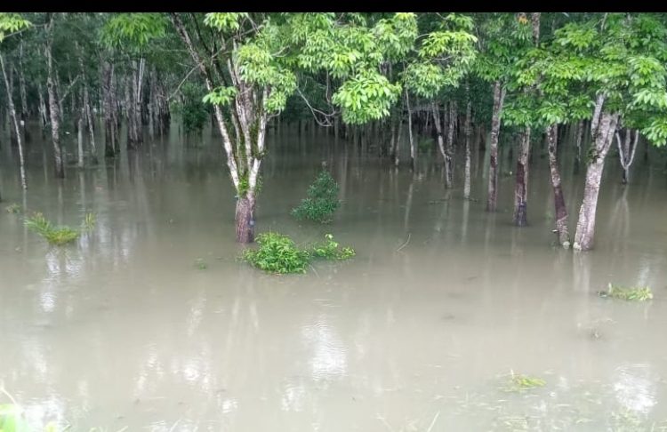 Puluhan Batang Pohon Karet Warga Belimbing Jaya Muara Enim Terendam Banjir