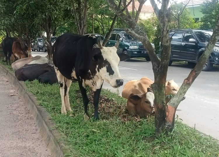 Sapi ikut Parkir di tengah jalan di Perkantoran Islamec Center Kabupaten Muara Enim
