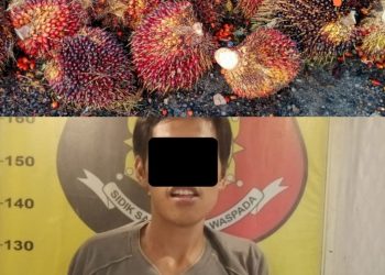 Pelaku Pencurian Buah Sawit Diringkus Team Trabazz