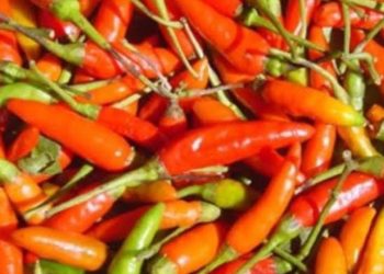 Jelang Idul Adha Harga Cabai & Telur Naik , Ini Penegasan Tokoh Masyarakat Gelumbang Raya