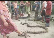 Heboh.! Ular Piton Panjang 5 Meter Ditemukan Warga Muara Gula Muara Enim Dibawah Rumah