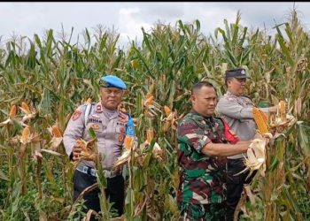 Panen Raya 2 Hektare Jagung Ramaikan Desa Lubuk Enau Lembak 